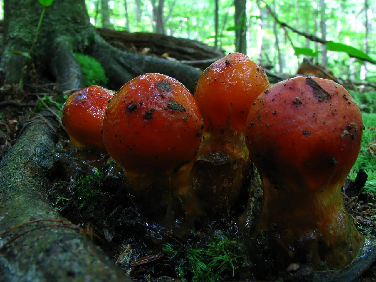 Calostoma berkeleyi (Calostoma berkeleyi) — photo mycologique