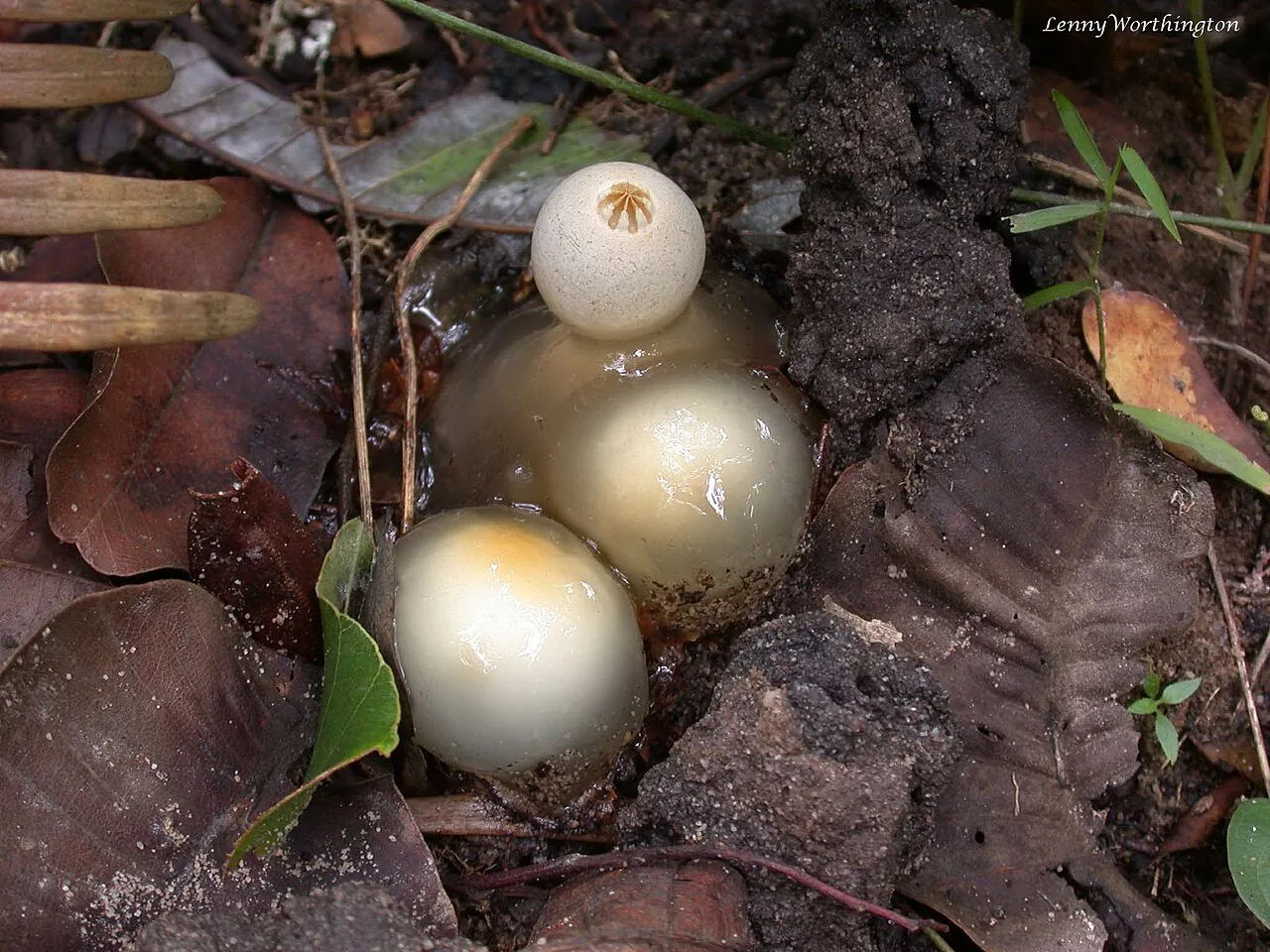 Calostoma insigne (Calostoma insigne) — photo mycologique