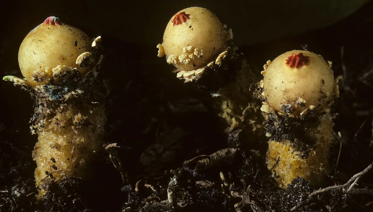 Calostoma lutescens (Calostoma lutescens) — photo mycologique