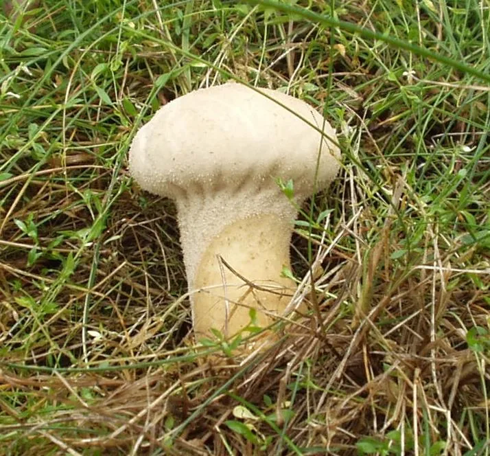 Calvatia arctica (Calvatia arctica) — photo mycologique