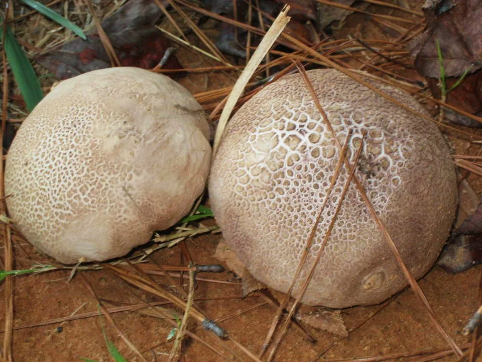 Calvatia cyathiformis (Calvatia cyathiformis) — photo mycologique