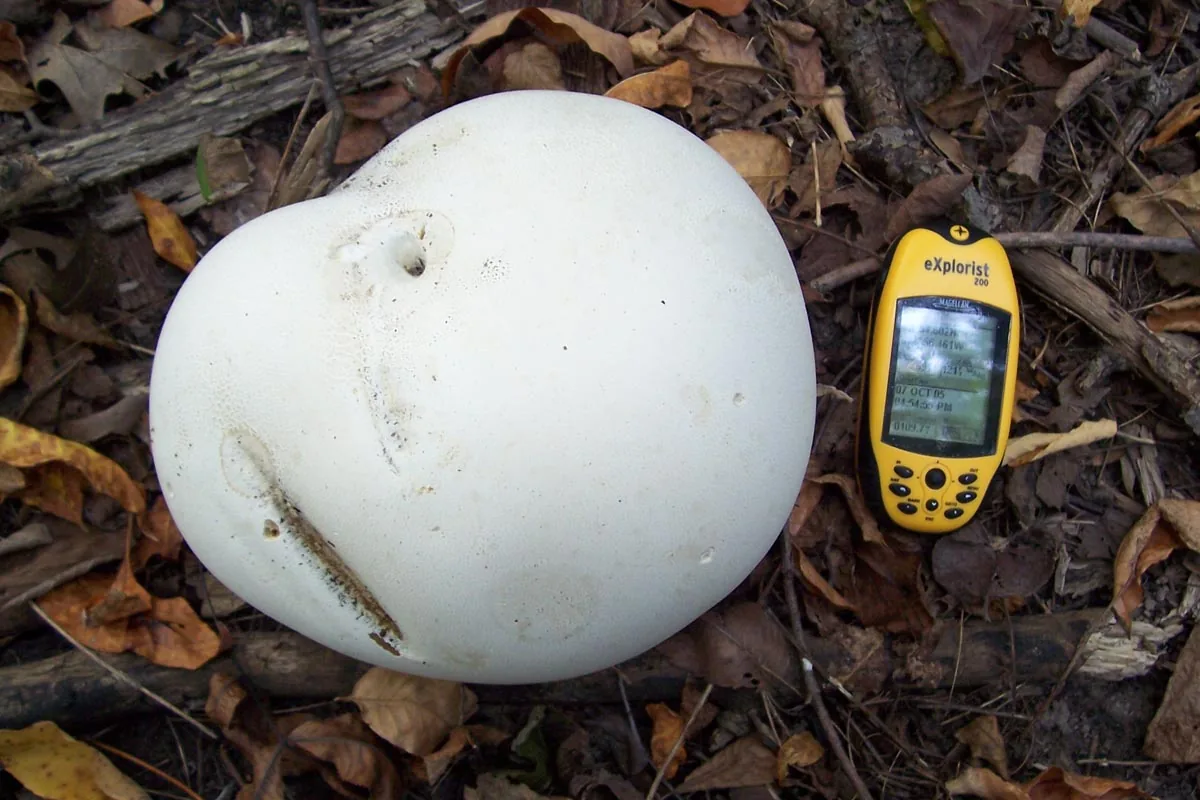 Calvatia gigantea (Calvatia gigantea) — photo mycologique