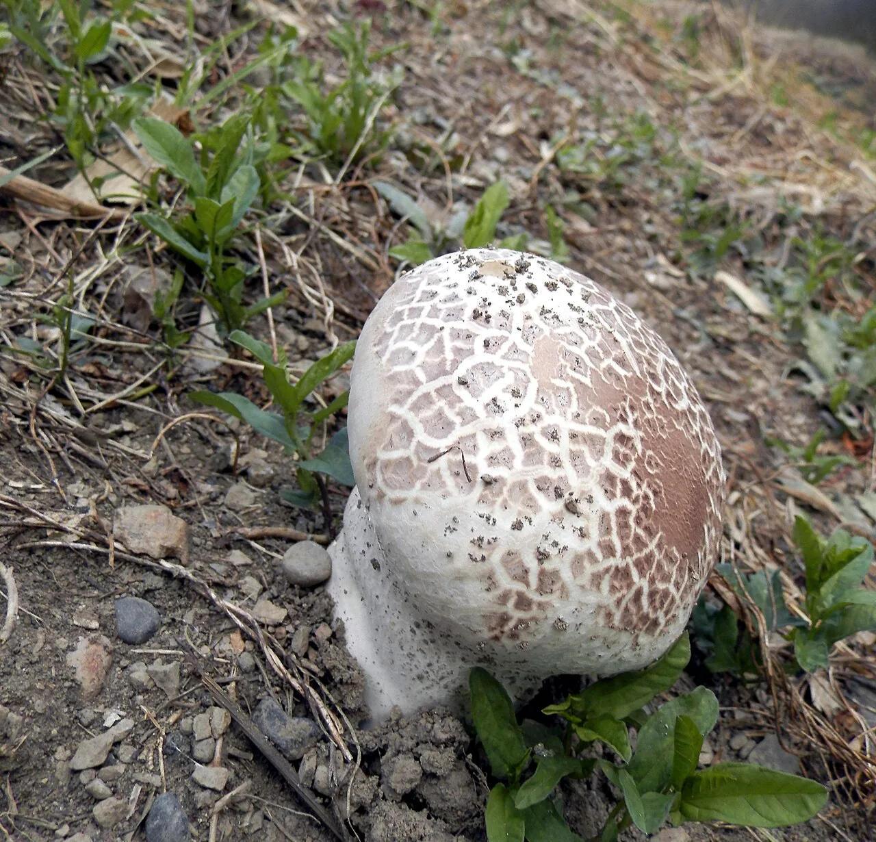 Calvatia nipponica (Calvatia nipponica) — photo mycologique