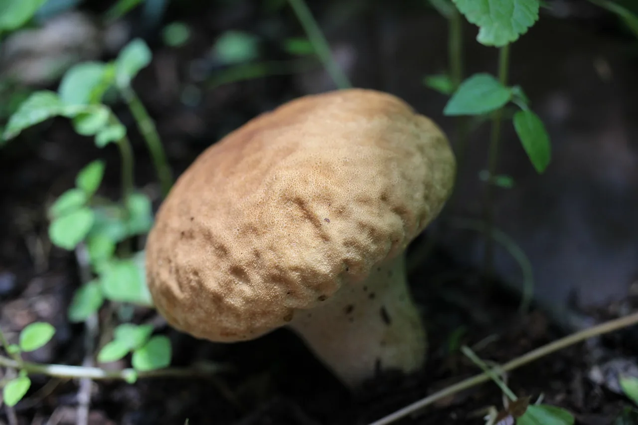 Calvatia rugosa (Calvatia rugosa) — photo mycologique