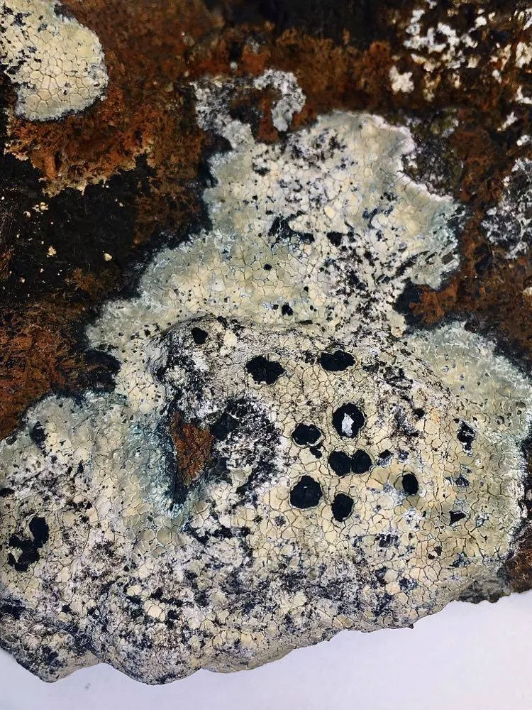 Calvitimela austrochilensis (Calvitimela austrochilensis) — photo mycologique