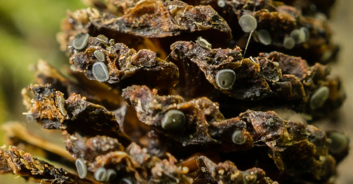 Calycellina populina (Calycellina populina) — photo mycologique
