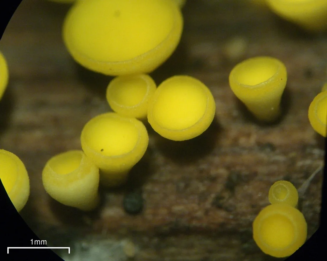 Calycina citrina (Calycina citrina) — photo mycologique