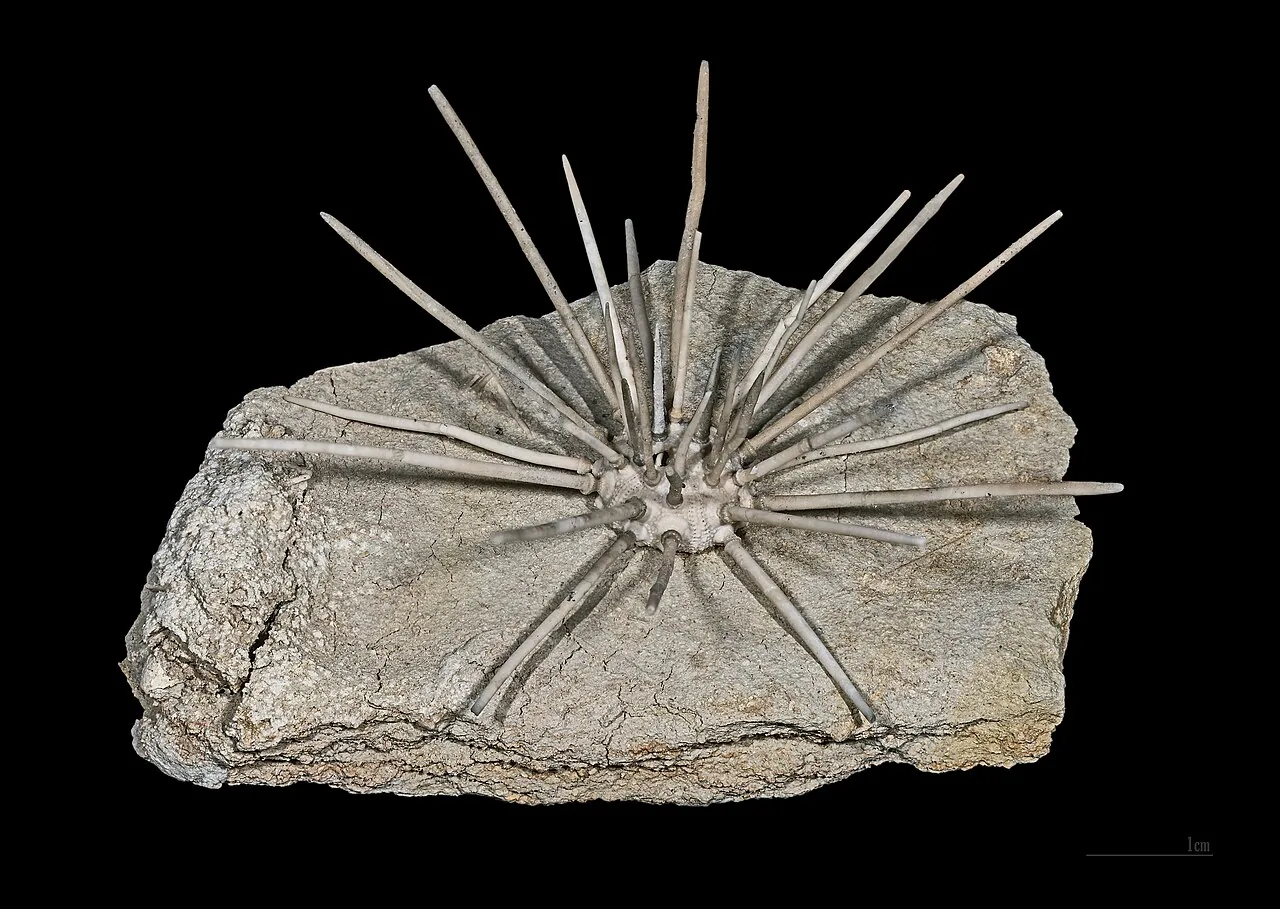 Calycina conorum (Calycina conorum) — photo mycologique