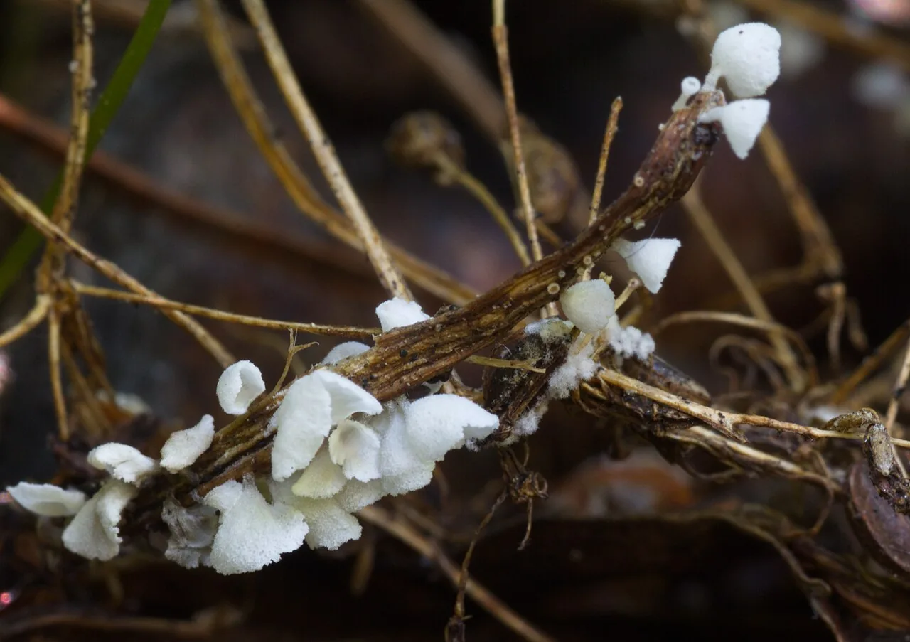 Calyptella capula (Calyptella capula) — photo mycologique
