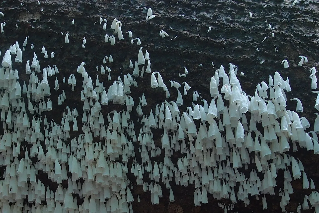 Calyptella flos-albus (Calyptella flos-albus) — photo mycologique