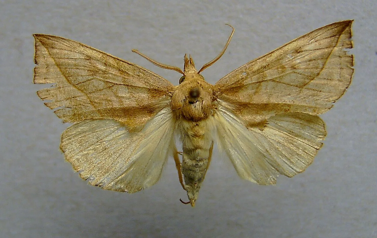 Calyptra tonduzii (Calyptra tonduzii) — photo mycologique
