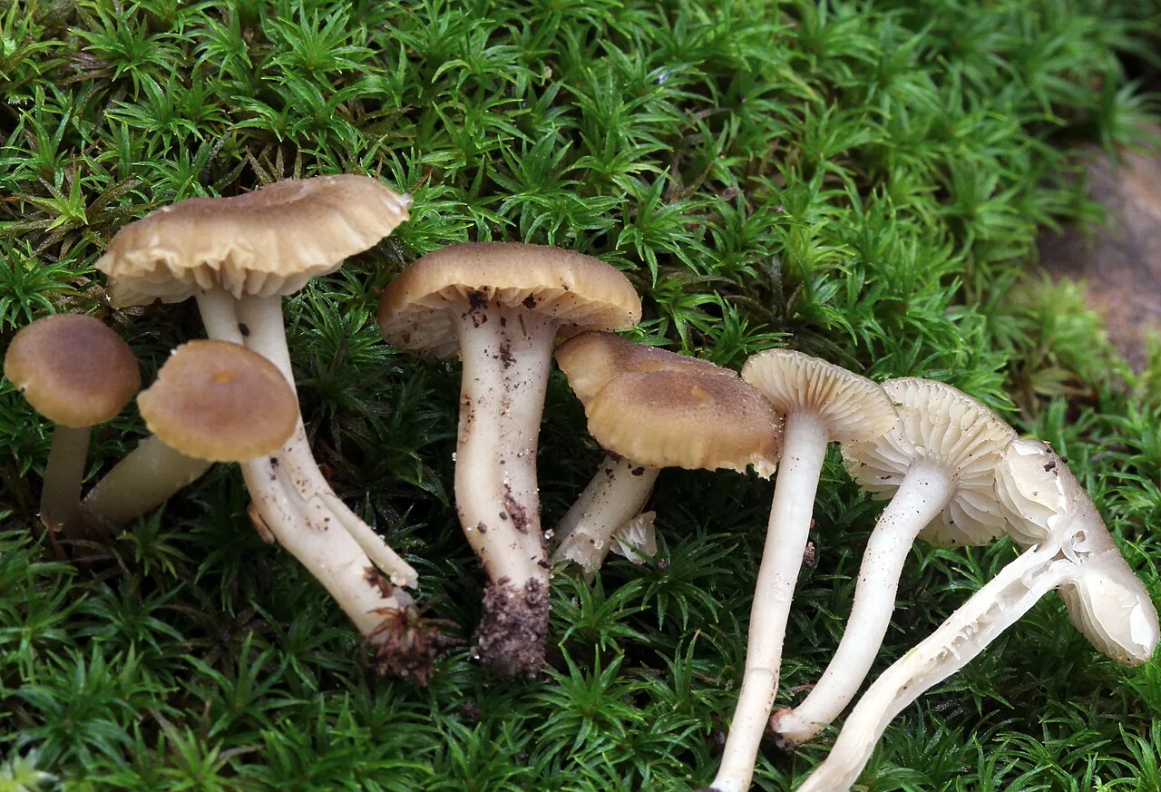 Camarophyllopsis atrovelutina (Camarophyllopsis atrovelutina) — photo mycologique