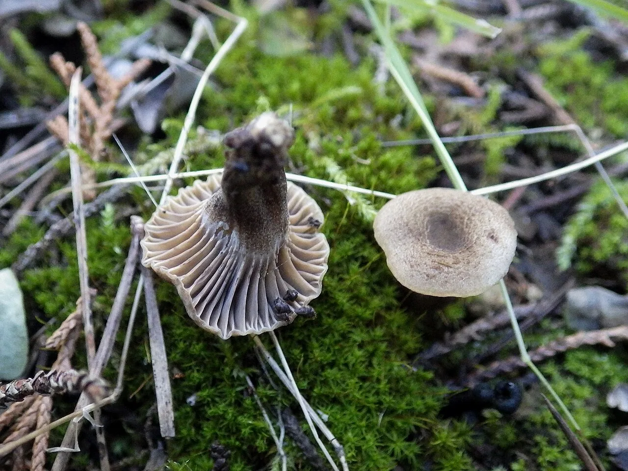 Camarophyllopsis phaeophylla (Camarophyllopsis phaeophylla) — photo mycologique