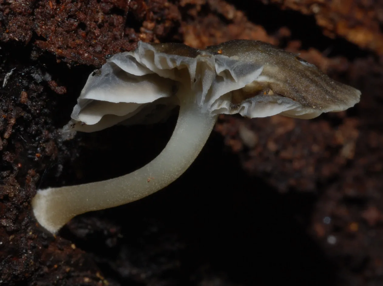 Camarophyllus laccarioides (Camarophyllus laccarioides) — photo mycologique
