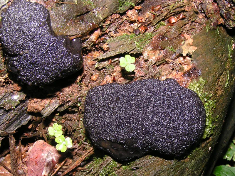 Camarops ustulinoides (Camarops ustulinoides) — photo mycologique