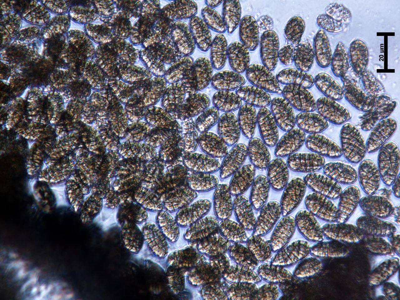 Camarosporium tiliae (Camarosporium tiliae) — photo mycologique