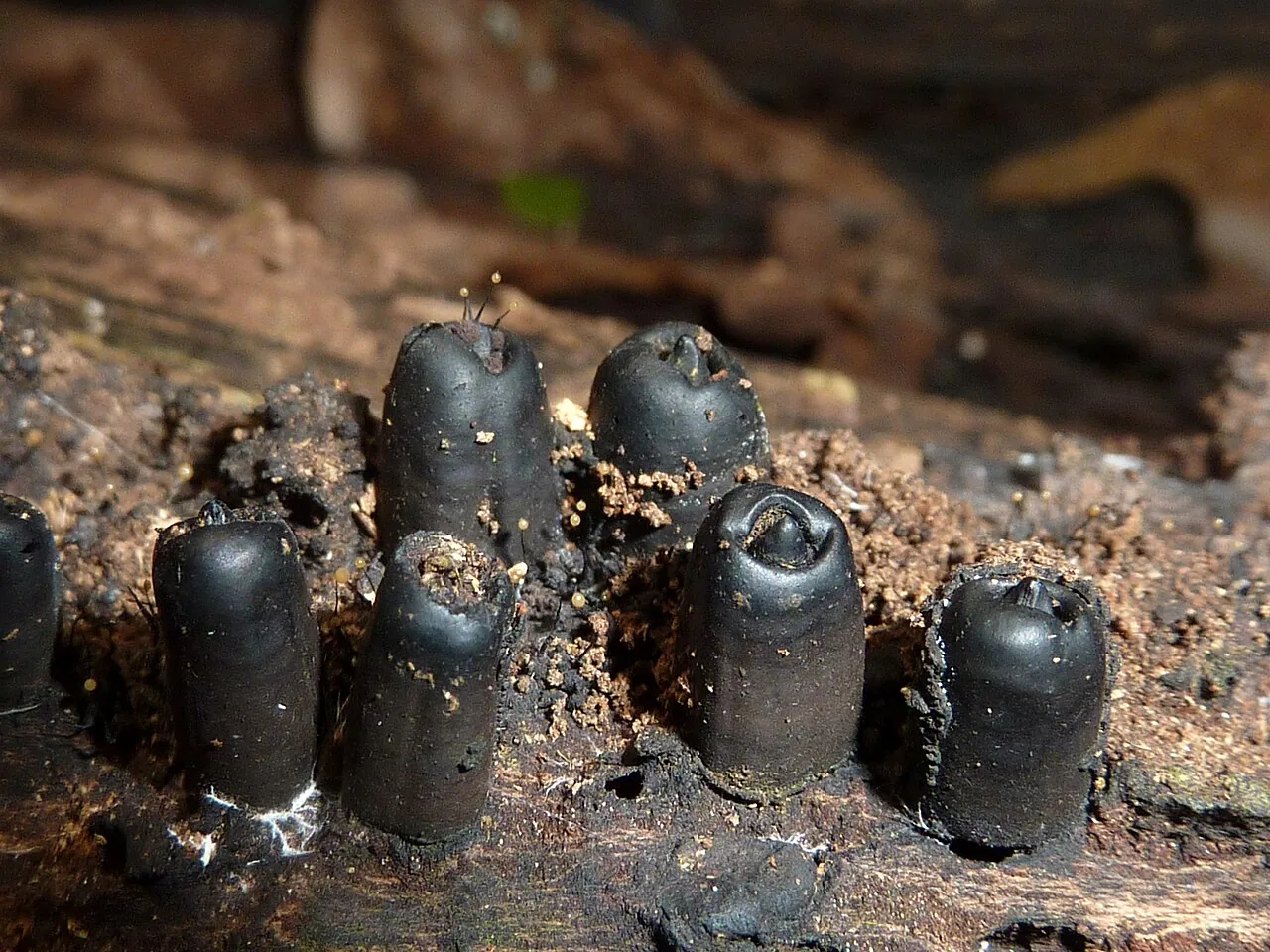 Camillea lechatii (Camillea lechatii) — photo mycologique