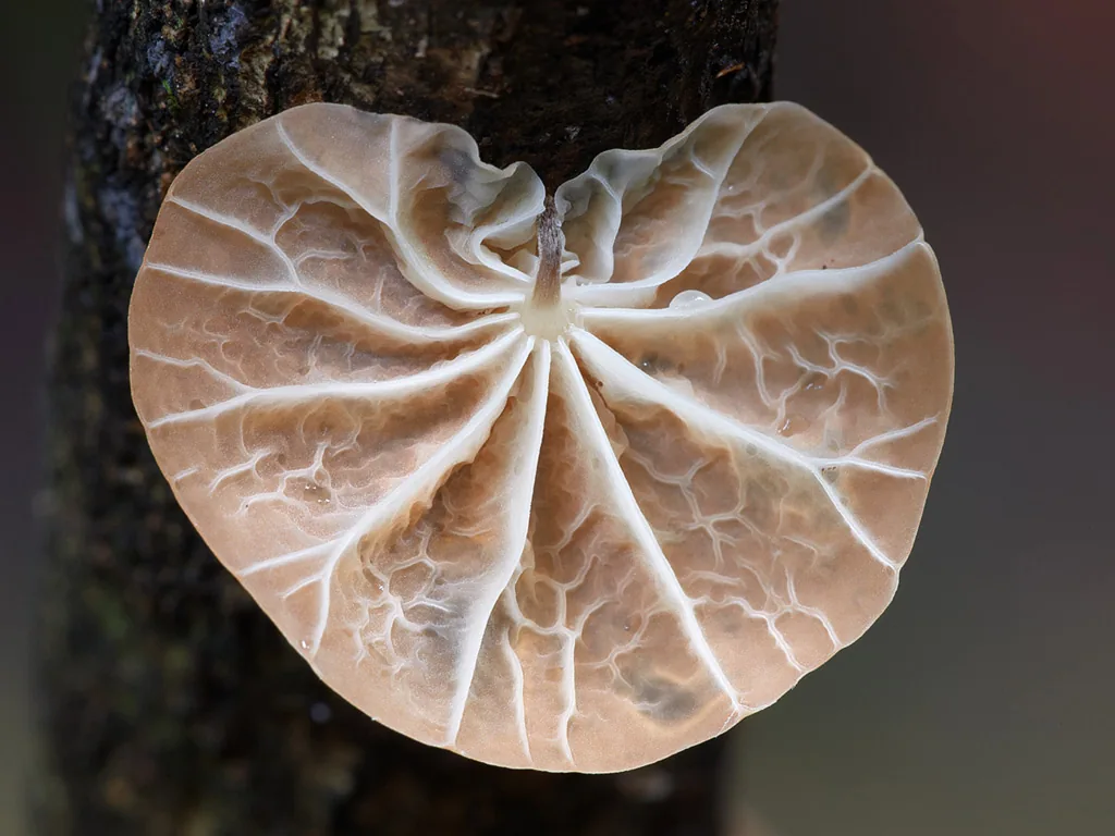 Campanella witteana (Campanella witteana) — photo mycologique