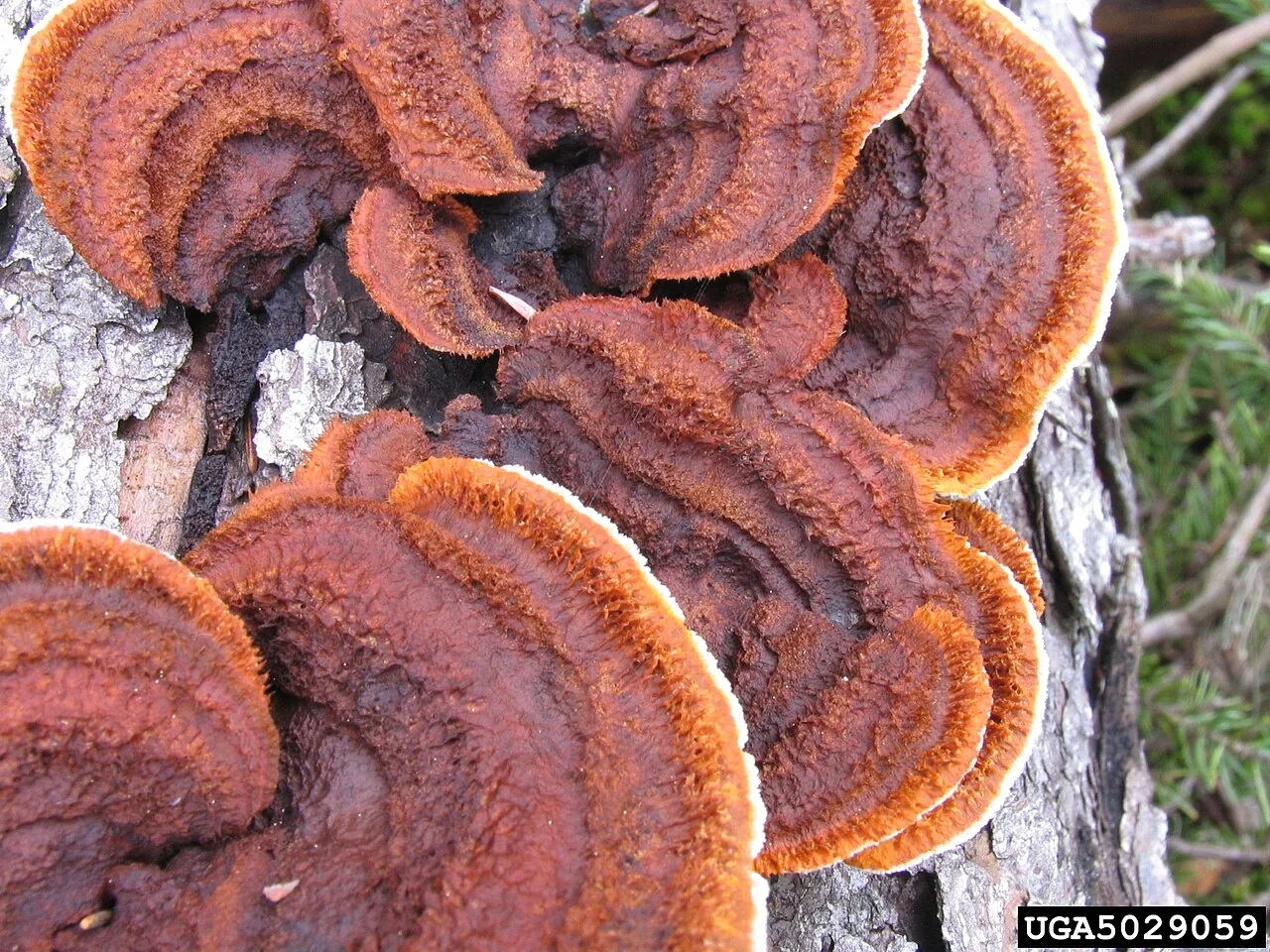 Campylomyces heimii (Campylomyces heimii) — photo mycologique
