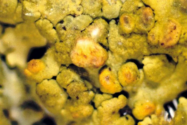Candelaria fibrosa (Candelaria fibrosa) — photo mycologique