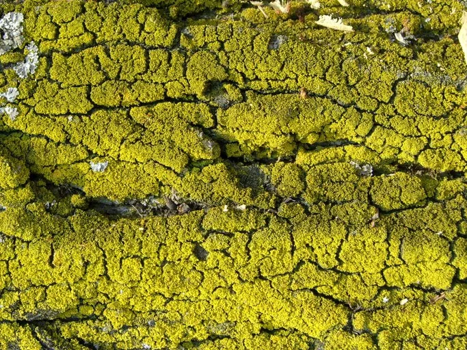 Candelaria pacifica (Candelaria pacifica) — photo mycologique