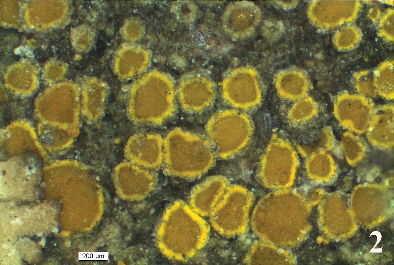 Candelariella antennaria (Candelariella antennaria) — photo mycologique