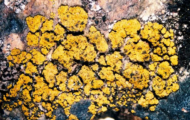Candelariella arctica (Candelariella arctica) — photo mycologique