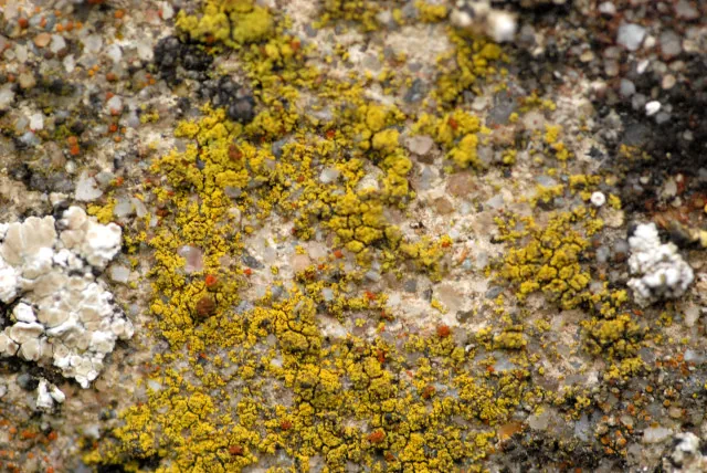 Candelariella coralliza (Candelariella coralliza) — photo mycologique