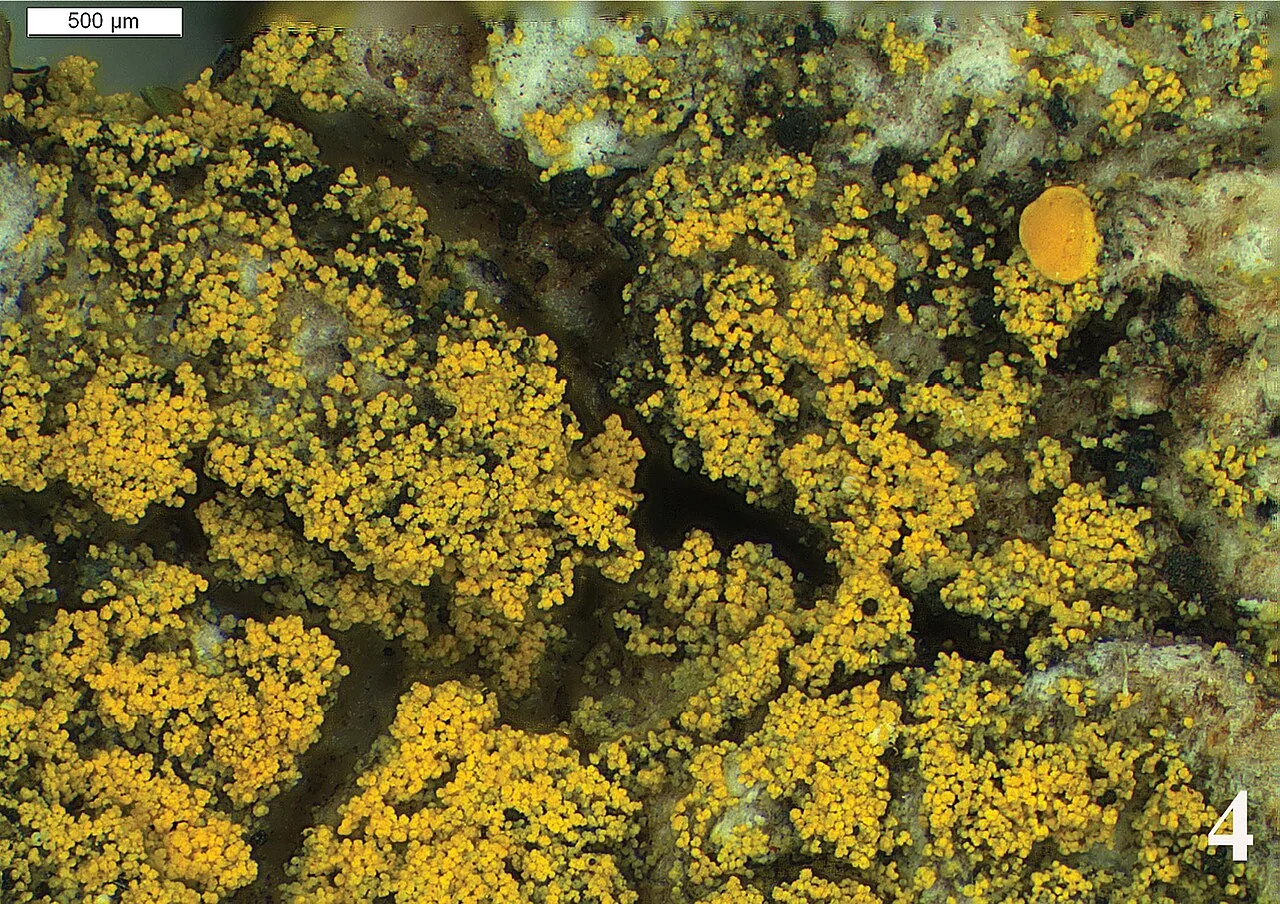 Candelariella efflorescens (Candelariella efflorescens) — photo mycologique