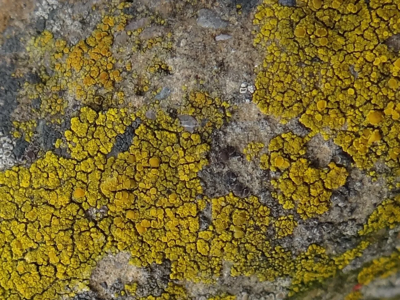 Candelariella vitellina (Candelariella vitellina) — photo mycologique