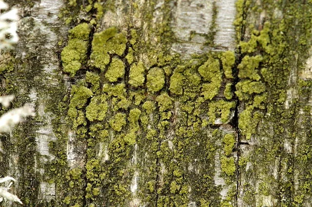 Candelariella xanthostigma (Candelariella xanthostigma) — photo mycologique