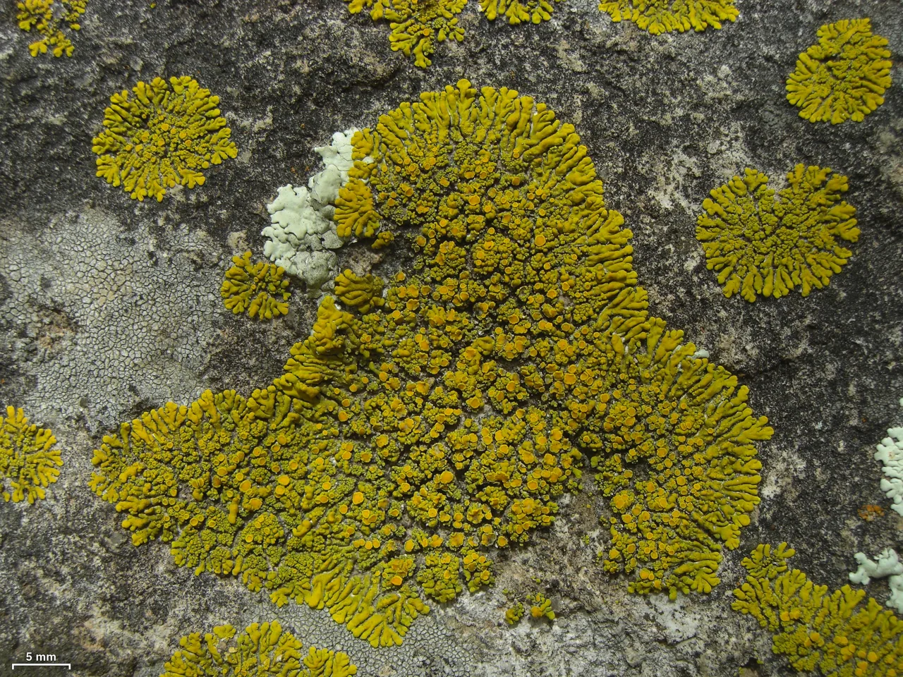 Candelina submexicana (Candelina submexicana) — photo mycologique