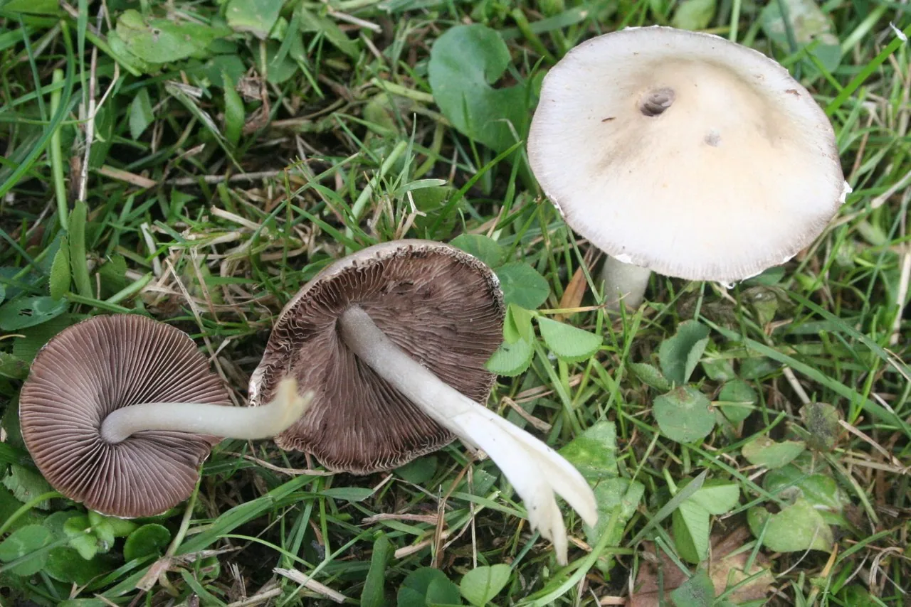 Candolleomyces candolleanus (Candolleomyces candolleanus) — photo mycologique