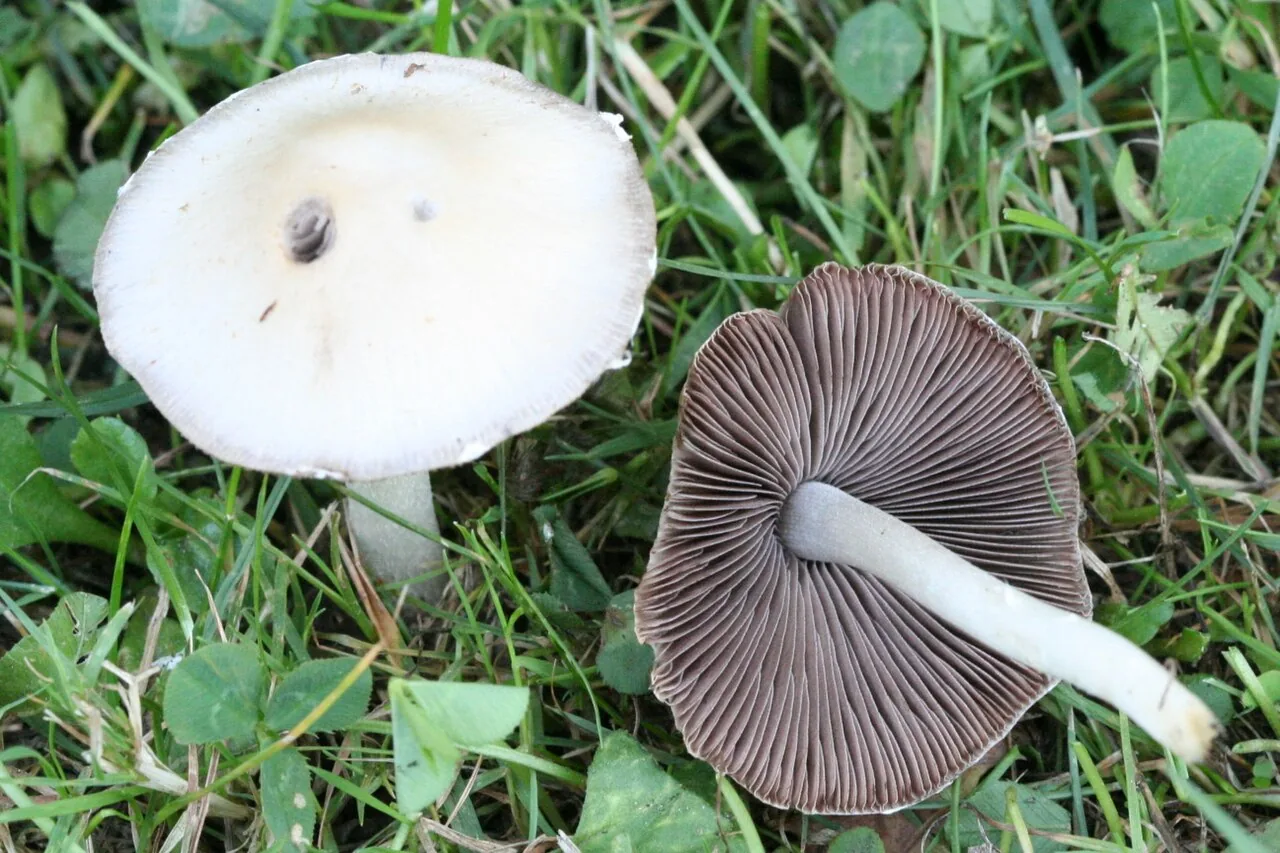 Candolleomyces efflorescens (Candolleomyces efflorescens) — photo mycologique