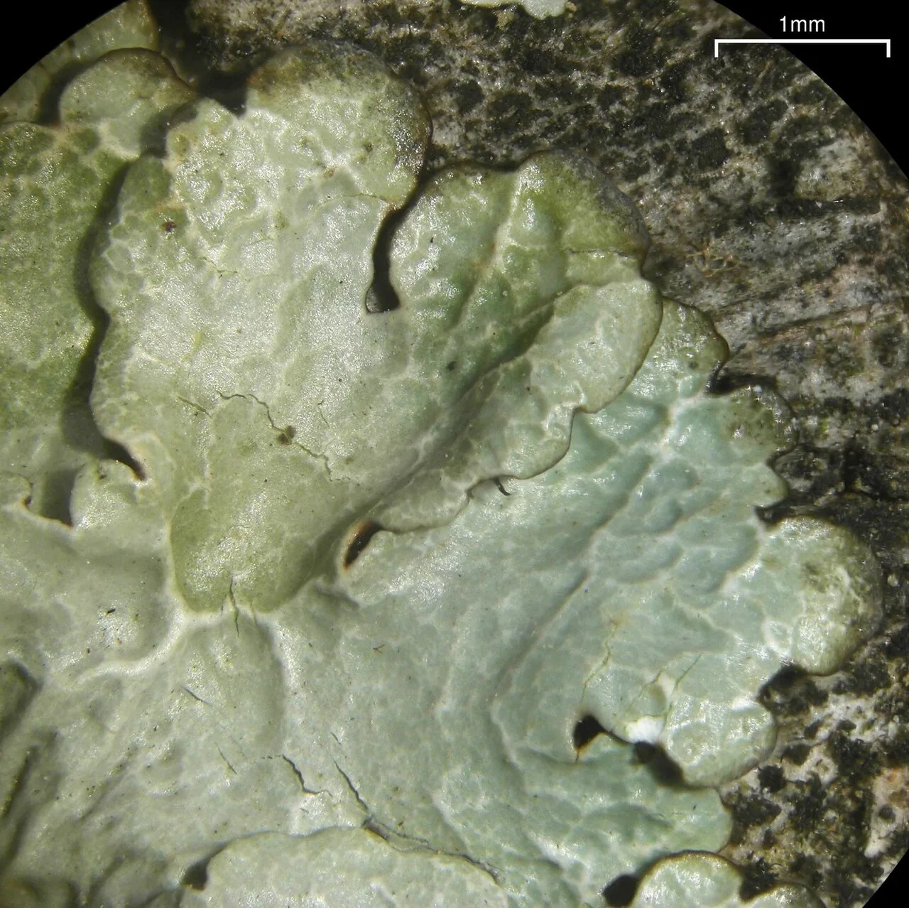 Canoparmelia concrescens (Canoparmelia concrescens) — photo mycologique