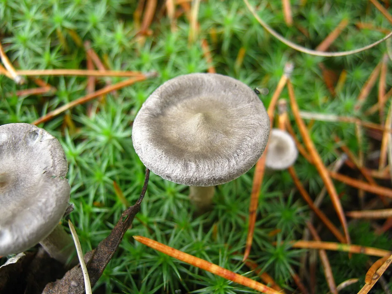 Cantharellula alpina (Cantharellula alpina) — photo mycologique