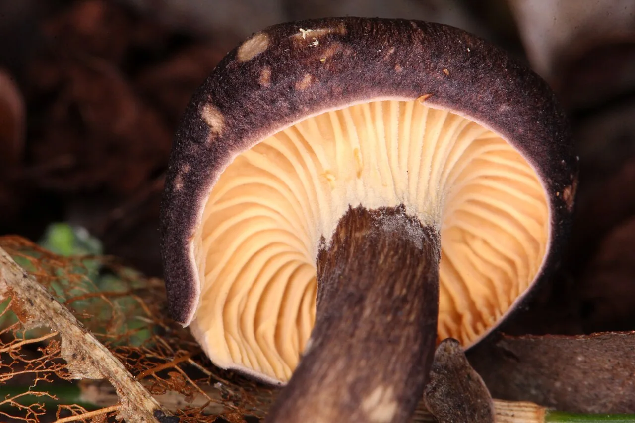 Cantharellus atrolilacinus (Cantharellus atrolilacinus) — photo mycologique