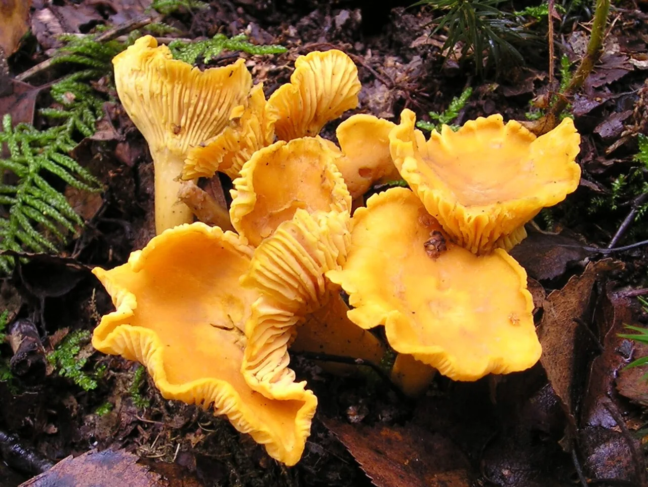 Cantharellus cibarius (Cantharellus cibarius) — photo mycologique