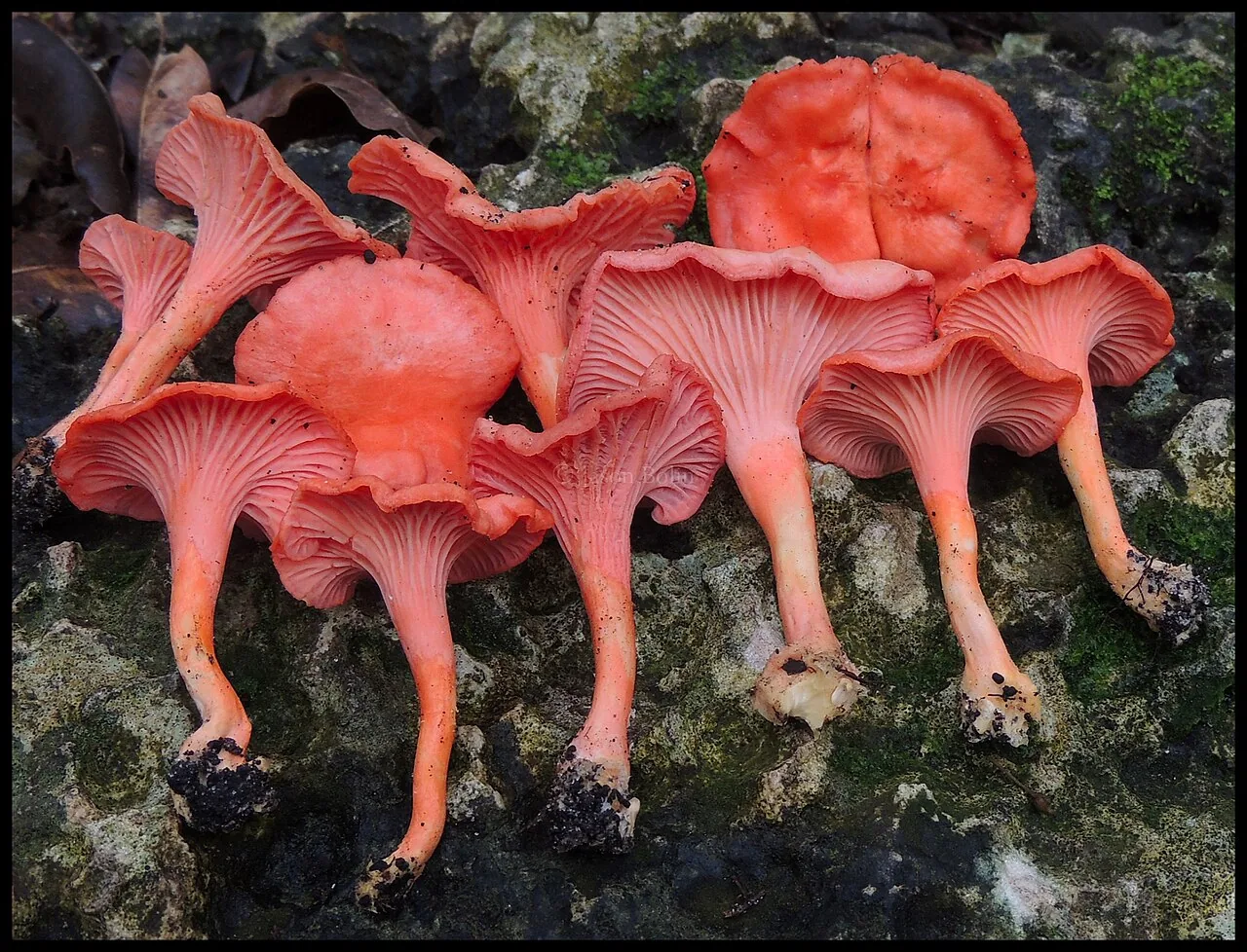 Cantharellus coccolobae (Cantharellus coccolobae) — photo mycologique