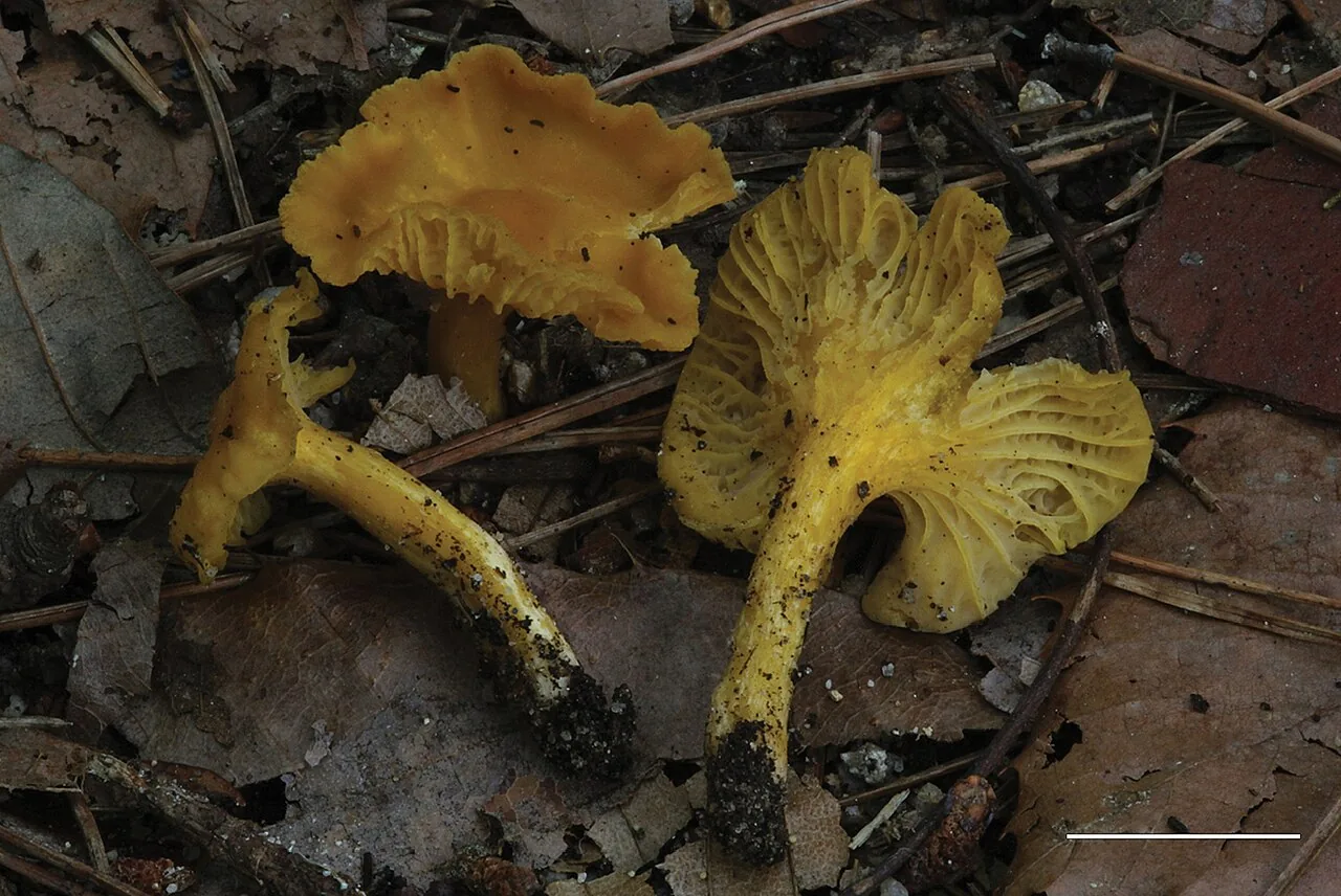 Cantharellus curvatus (Cantharellus curvatus) — photo mycologique
