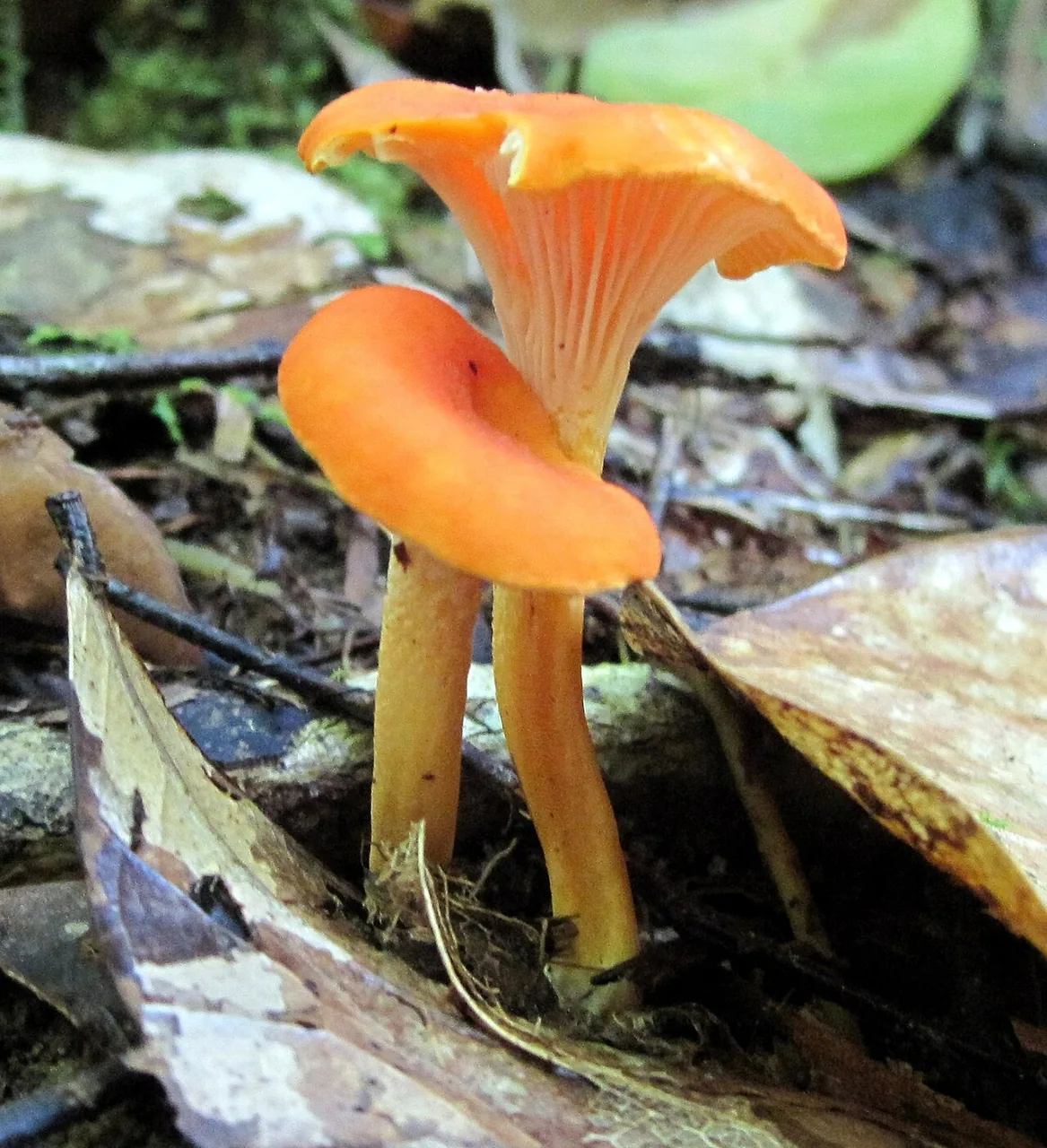 Cantharellus guyanensis (Cantharellus guyanensis) — photo mycologique