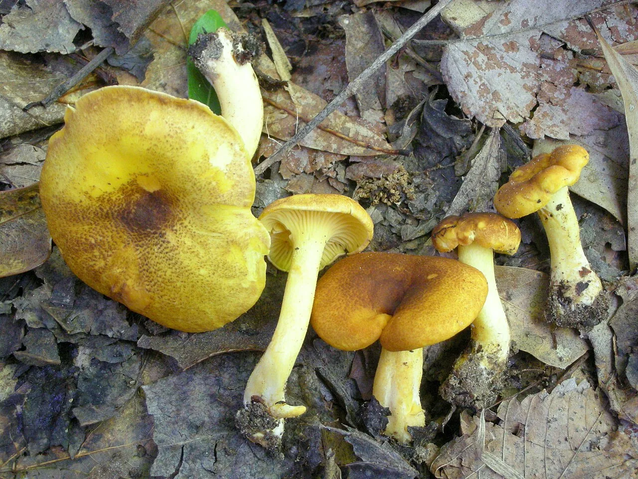 Cantharellus lewisii (Cantharellus lewisii) — photo mycologique