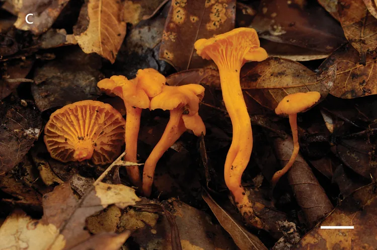 Cantharellus parvoflavus (Cantharellus parvoflavus) — photo mycologique