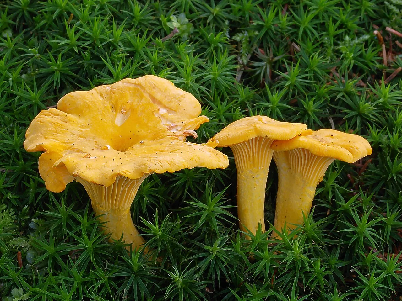 Cantharellus subamethysteus (Cantharellus subamethysteus) — photo mycologique