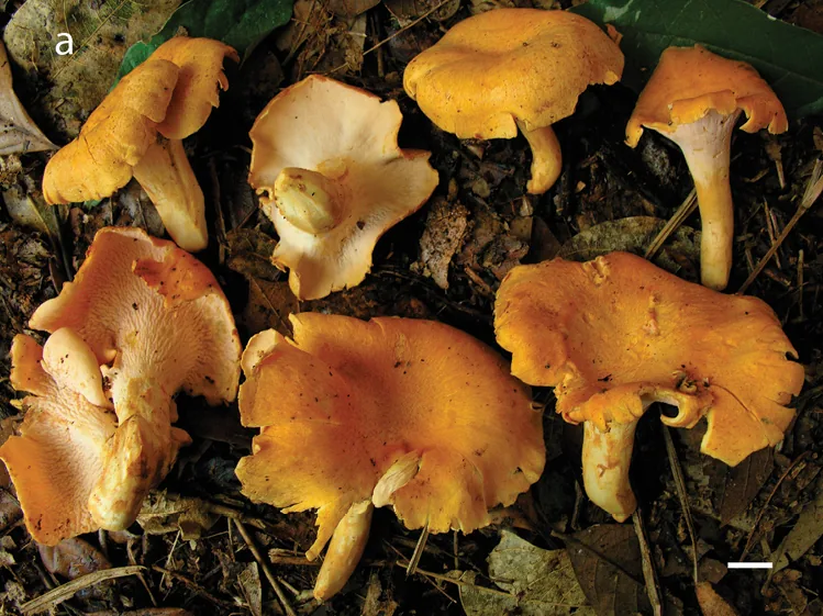 Cantharellus verae-crucis (Cantharellus verae-crucis) — photo mycologique