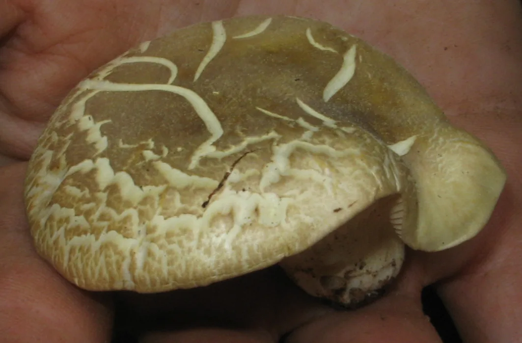 Cantharocybe gruberi (Cantharocybe gruberi) — photo mycologique