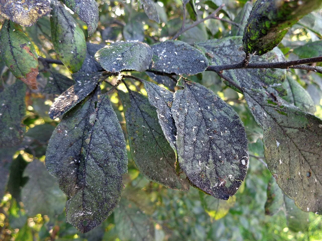Capnodium tiliae (Capnodium tiliae) — photo mycologique