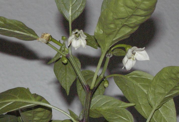 Poivron / Piment (Capsicum) — photo botanique