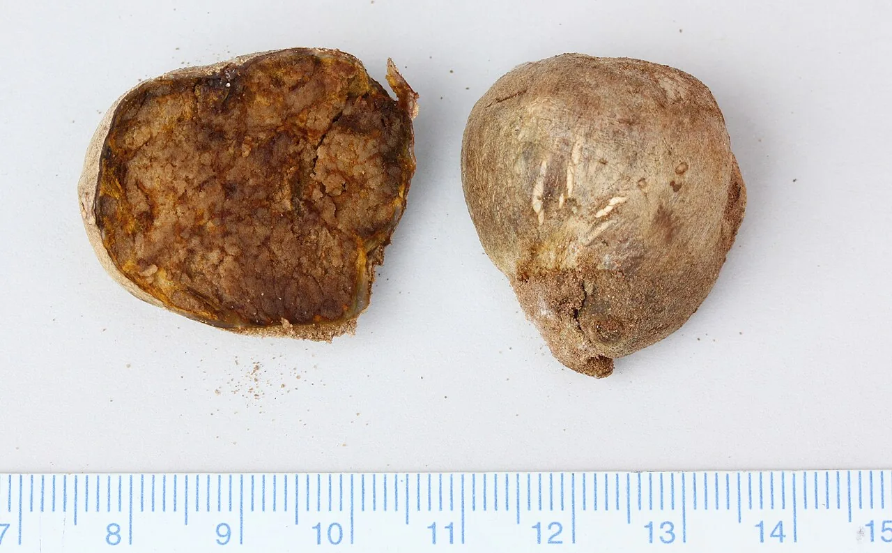 Carbomyces longii (Carbomyces longii) — photo mycologique