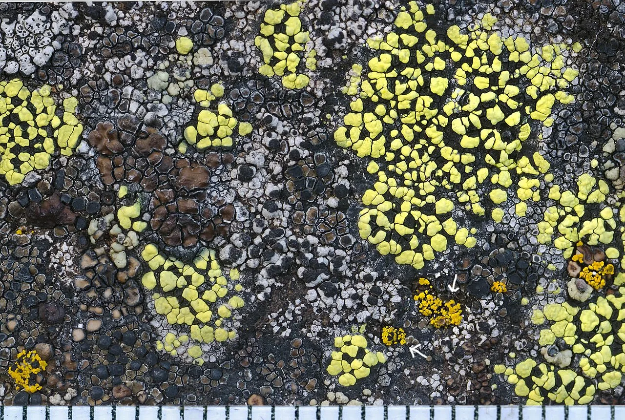 Carbonea assentiens (Carbonea assentiens) — photo mycologique